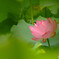 夢で逢いましょう✿蓮