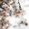数年前の桜