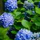 紫陽花