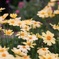 可憐な花たち