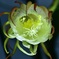 一夜限りの妖艶な花②