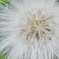 tanpopo