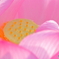 華麗に