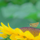 ヒマワリの