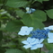 紫陽花