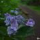 梅雨時紫陽花散歩３
