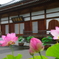 お寺と蓮