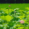 開花しました