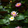 睡蓮の花