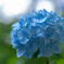 神戸市立森林植物園　水色の紫陽花