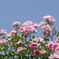 薔薇1