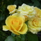 薔薇2