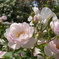 薔薇3