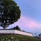 原始ハスと夕焼け