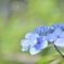 紫陽花