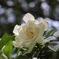 クチナシの花
