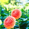 夏～ダリア