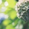 皇居東御苑の紫陽花
