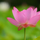 蓮花（３）