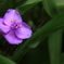 4花弁のムラサキ露草