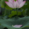 蓮