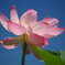 青空に蓮の花