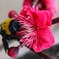 紅梅の香り