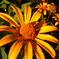 PICT0007