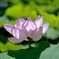 蓮の花