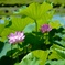 蓮の花②