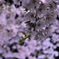 函館　五稜郭　桜