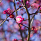IMGP0866