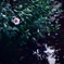 せせらぎの花