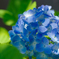 紫陽花