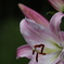 花　その199