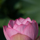 蓮９
