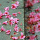 桜の季節も過ぎて