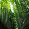 嵐山 竹林（奥）