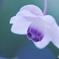 憧れのひと