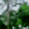 蜘蛛の巣