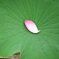 蓮の葉に蓮の花びら一枚