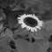 季節モノの花