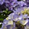 美しい紫陽花
