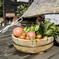 採れたて野菜