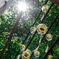 夏