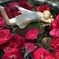 薔薇とお昼寝エンジェル