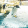 ペンギン