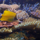黄色い魚