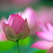 IMG_6734......SILKYPIX_DS_PRO..7-2...