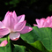 ハスの花（２）